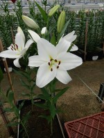 [5137 Buriano VH No01.JPG]